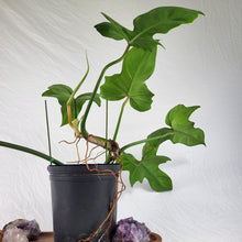 Load image into Gallery viewer, Philodendron Green Golden Dragon 4" pot, Fedex 2day*