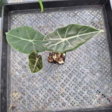Load image into Gallery viewer, Alocasia Longiloba Black Satun Pink Bone, Exact Plant Ships Nationwide