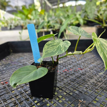 Load image into Gallery viewer, Philodendron Hederaceum, Heart Leaf, Exact Plant Variegated Ships Nationwide