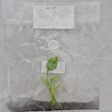 Load image into Gallery viewer, Anthurium Vittarifolium Variegated tissue culture 2DayAir