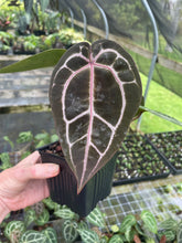 Load image into Gallery viewer, Anthurium Red Crystallinum Doc Block 4" pot, Fedex 2day*