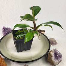 Load image into Gallery viewer, Philodendron White Knight Variegated 4" pot, Fedex 2 day*