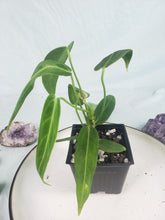 Load image into Gallery viewer, Anthurium Warocqueanum, Queen, Exact Plant