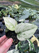 Load image into Gallery viewer, Scindapsus Moonlight Marble Variegated 2.5" pot, Fedex 2day*