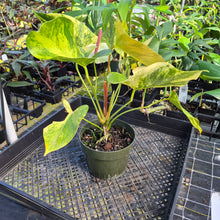 Load image into Gallery viewer, Anthurium Andraeanum White Heart, Exact Plant Variegated Ships Nationwide
