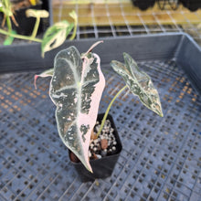 Load image into Gallery viewer, Alocasia nobilis pink Variegated Ships Nationwide