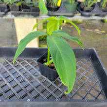 Load image into Gallery viewer, Philodendron Tripartitum, Exact Plant Ships Nationwide
