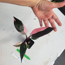 Load image into Gallery viewer, Philodendron Pink Princess, Exact Plant Variegated Ships Nationwide
