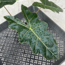 Load image into Gallery viewer, Alocasia Pseudosanderiana , Exact Plant