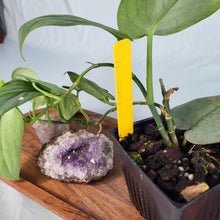 Load image into Gallery viewer, Scindapsus Silver Hero, Exact Plant