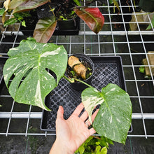 Load image into Gallery viewer, Monstera Thai Constellation, Exact Plant Variegated