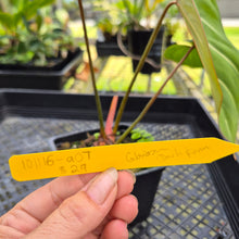 Load image into Gallery viewer, Philodendron Gloriosum, Dark Form, Exact Plant