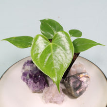 Load image into Gallery viewer, Anthurium Faustomirandae, Faustino'S Giant 2.5" pot, Fedex 2day*