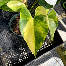 Load image into Gallery viewer, Anthurium Andraeanum White Heart, Exact Plant Variegated Ships Nationwide