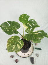 Load image into Gallery viewer, Thai Constellation, Exact Plant, variegated Monstera