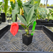 Load image into Gallery viewer, Anthurium Scherzerianum "Pig Tail" 2.5" Pot, Fedex 2 day*