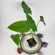 Load image into Gallery viewer, Anthurium Propinquum, Exact Plant Ships Nationwide
