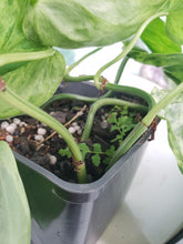 Load image into Gallery viewer, Hederaceum Heart Leaf, exact plant, variegated Philodendron, ships nationwide