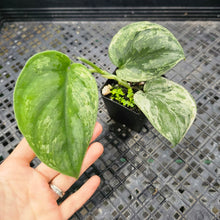 Load image into Gallery viewer, Scindapsus Silver Night King Variegated 2.5" pot, Fedex 2day*