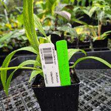 Load image into Gallery viewer, Anthurium Vittarifolium , Exact Plant Variegated Ships Nationwide