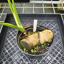 Load image into Gallery viewer, Monstera Thai Constellation, Exact Plant Variegated