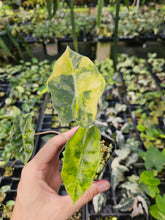 Load image into Gallery viewer, Alocasia Pseudo Sanderiana Aurea variegated 2.5" pot, Fedex 2day*