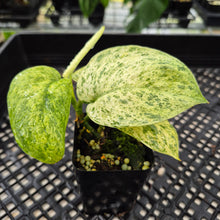 Load image into Gallery viewer, Scindapsus Jade Satin Marble Queen Variegated exact plant, Fedex 2day*
