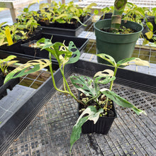 Load image into Gallery viewer, Monstera Adansonii Laniata Albo, Exact Plant Variegated Ships Nationwide