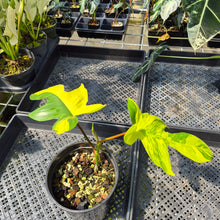 Load image into Gallery viewer, Philodendron Florida Beauty Variegated exact plant, Fedex 2day