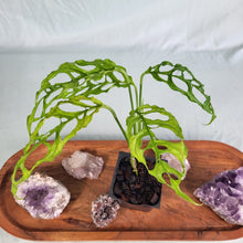 Load image into Gallery viewer, Monstera Obliqua Peru, Exact Plant