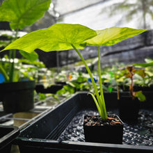 Load image into Gallery viewer, Alocasia Gageana Aurea, Exact Plant Variegated Ships Nationwide