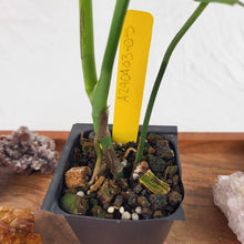 Load image into Gallery viewer, Monstera Subpinnata 2.5" pot, Fedex 2day*
