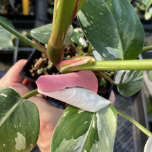 Load image into Gallery viewer, Philodendron White Princess Variegated exact plant, Fedex 2day*