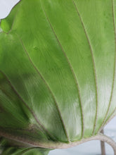 Load image into Gallery viewer, Stingray, Large, Exact Plant, Alocasia