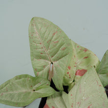 Load image into Gallery viewer, Syngonium Milk Confetti Shipped Nationwide