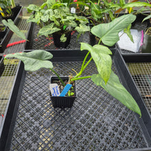 Load image into Gallery viewer, Philodendron Bipennifolium Splash Gordon Variegated Ships Nationwide