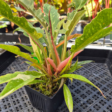 Load image into Gallery viewer, Philodendron Ring Of Fire, Exact Plant Variegated Ships Nationwide