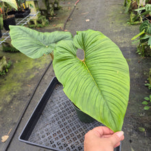 Load image into Gallery viewer, Philodendron Serpens exact plant, Fedex 2day*