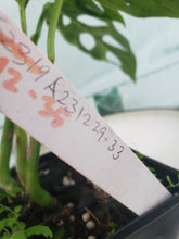 Load image into Gallery viewer, Mint Indonesia, exact plant, variegated Monstera Adansonii, ships nationwide