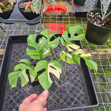 Load image into Gallery viewer, Rhaphidophora Tetrasperma Albo, Exact Plant Variegated Ships Nationwide