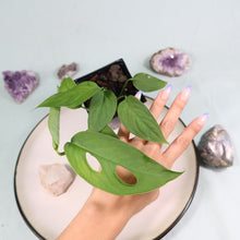 Load image into Gallery viewer, Monstera adansonii Laniata Shipped Nationwide