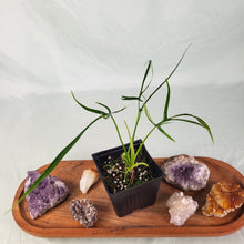 Load image into Gallery viewer, Philodendron Polypodoides 2.5" Pot, Fedex 2 day*