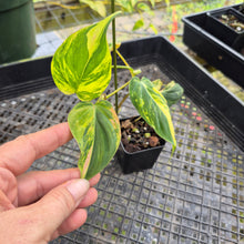 Load image into Gallery viewer, Philodendron Hederaceum Micans Aurea, Exact Plant Variegated Ships Nationwide