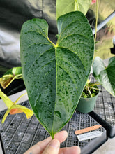 Load image into Gallery viewer, Anthurium Anuenue Obake bicolor, pink/ green, Exact Plant, ship nationalwide