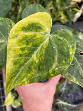 Load image into Gallery viewer, Anthurium Clarinervium Variegated 2.5" pot, Fedex 2day*