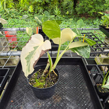 Load image into Gallery viewer, Monstera Borsigiana Albo Deliciosa, Exact Plant Variegated Ships Nationwide