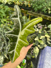 Load image into Gallery viewer, Alocasia Sanderiana Nobilis Aurea Variegated 2.5" pot, Fedex 2day*