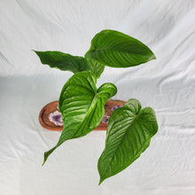 Load image into Gallery viewer, Anthurium Propinquum 4" pot, Fedex 2 day*