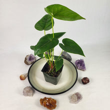 Load image into Gallery viewer, Anthurium Decipiens 4" pot,, Fedex 2 day*