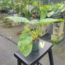 Load image into Gallery viewer, Philodendron Giganteum, Exact Plant Variegated Ships Nationwide